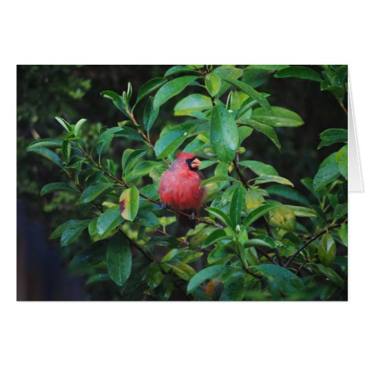 My Virtues Cardinal Card (Front Horizontal)