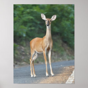 My What Big Ears You Have Whitetail Deer Doe Poster