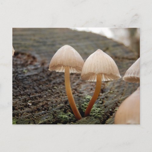 Mycena inclinata Mushroom Postcard