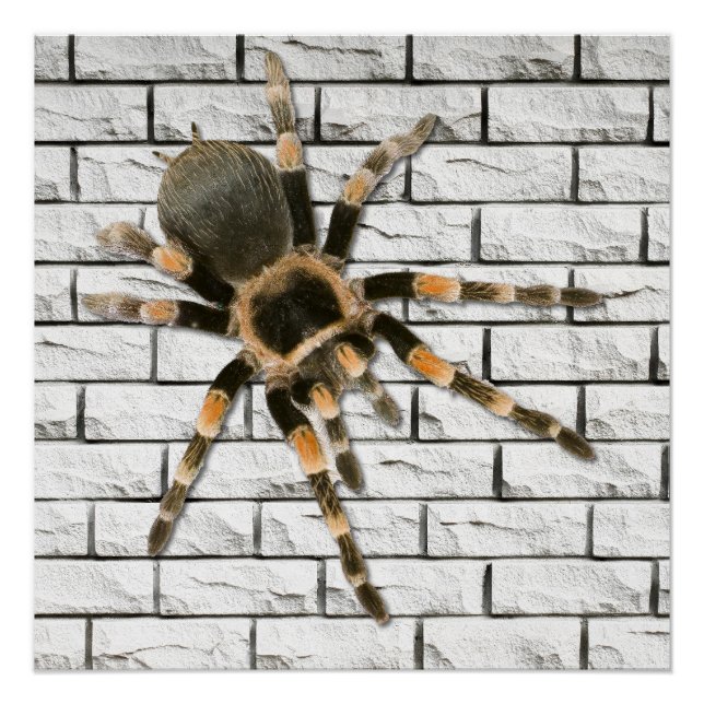 mygal spider (Brachypelma smithi). Poster (Front)