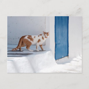 Mykonos cat - Postcard
