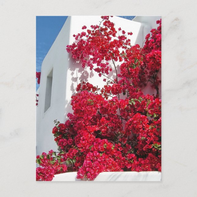 Mykonos houses postcard (Front)