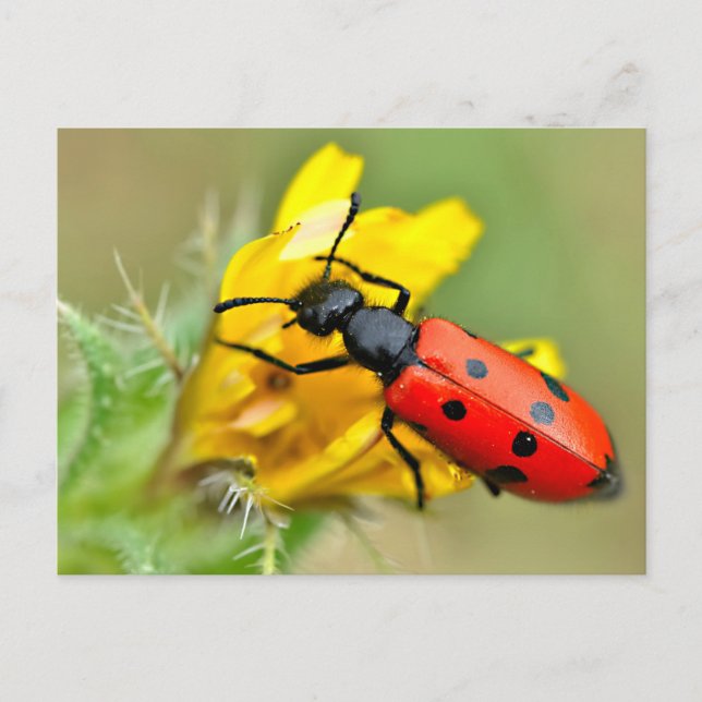 Mylabris beetle on flower postcard (Front)