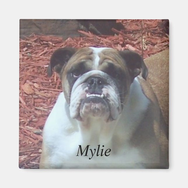 Mylie English Bulldog Square Magnet (Front)