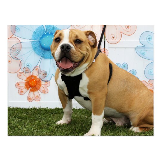 Mylo - English Bulldog Postcard