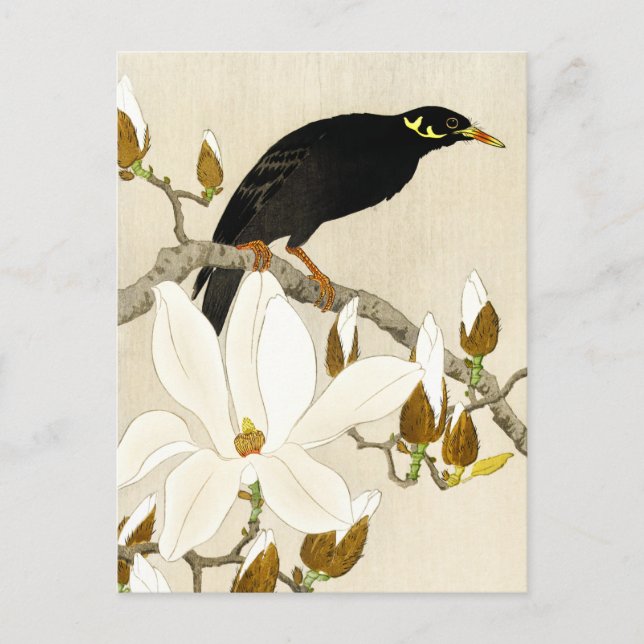 Myna On Magnolia Branch by Koson, Common Hill Myna Postcard (Front)