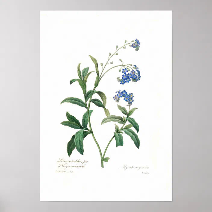 Myosotis Scorpioides Poster Zazzle Com