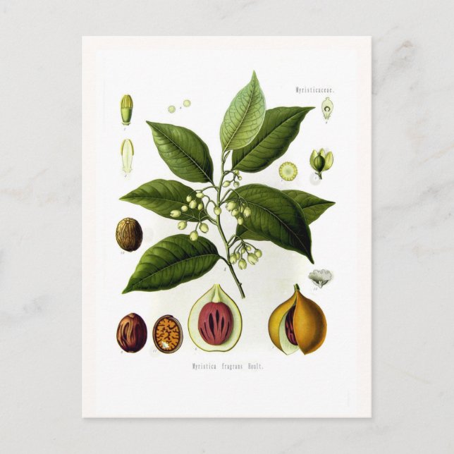 Myristica fragrans (nutmeg) postcard (Front)