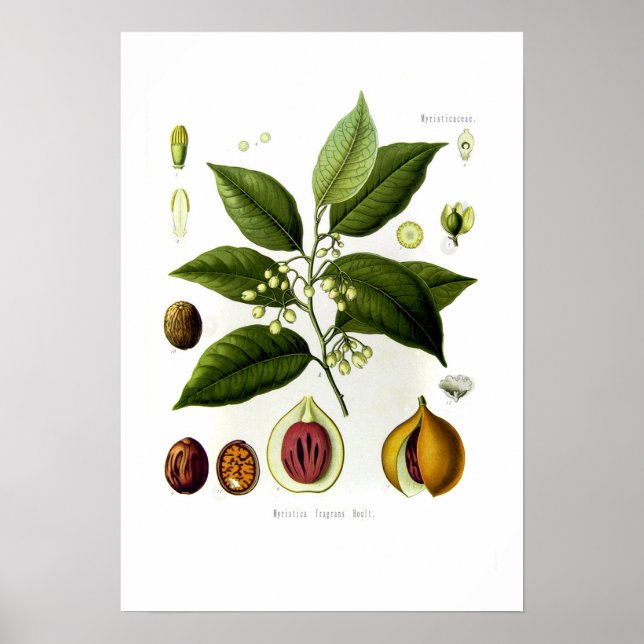 Myristica fragrans (nutmeg) poster (Front)