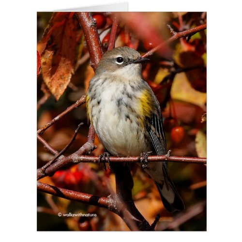 Myrtle Yellow_Rumped Warbler in the Tree