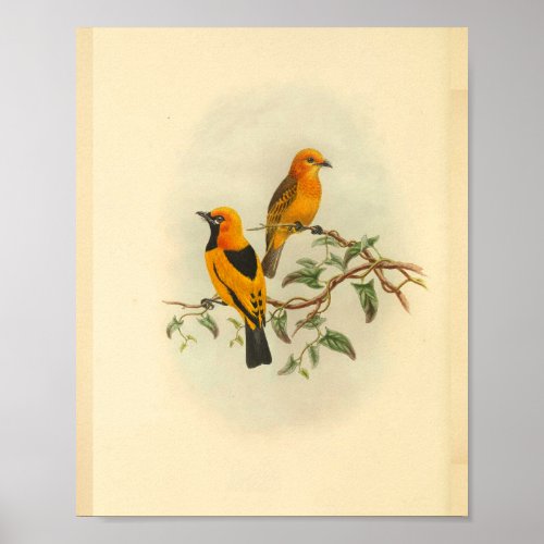 Mysore Yellow Flycatcher Bird Vintage Print