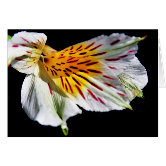 "mysterious flower" by Larry Coressel (Front Horizontal)