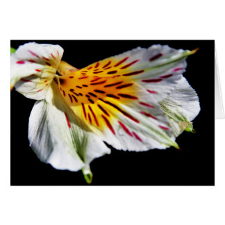 "mysterious flower" by Larry Coressel Cards