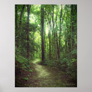 Mysterious Forest  Poster