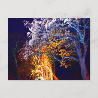 Mysterious Lighting Trees Postcard