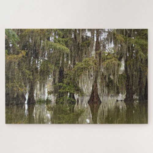 Mysterious Magical Acadian Cypress Swamp Puzzle