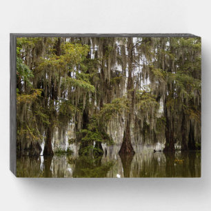 Mysterious Magical Cajun Swamp Wood Box Print