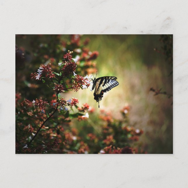 mystery of grace postcard (Front)