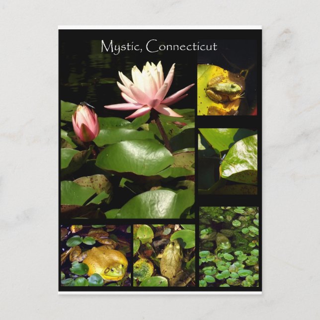 Mystic, Connecticut Postcard (Front)