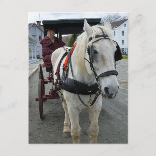 Mystic Horse Postcards (Front)