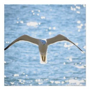 Mystic Seagull Poster