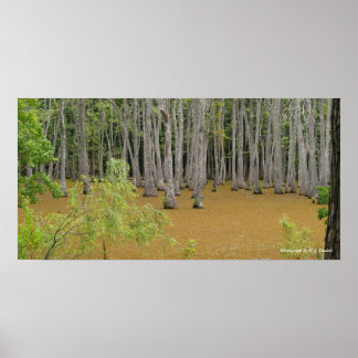 Mystic Swamp Poster