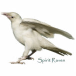 Mystic White Raven Wildlife Sculpted Gift Item Statuette<br><div class="desc">The image features an actual photograph of a real White Raven born in May, 2008 on Vancouver Island, B.C., Canada. He is one of two rare white and 3 black Ravens born to 2 accepting (black) parents. All 5 siblings are getting along extremely well and all are thriving. White Ravens...</div>