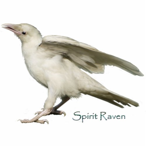 Mystic White Raven Wildlife Sculpted Gift Item Statuette