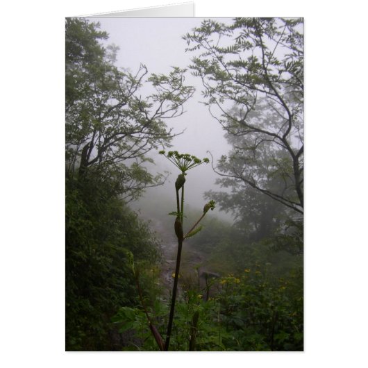 Mystical Morning (Front)