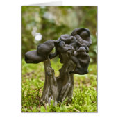 Mystical Mushrooms (Front)