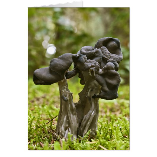 Mystical Mushrooms Cards (Front)