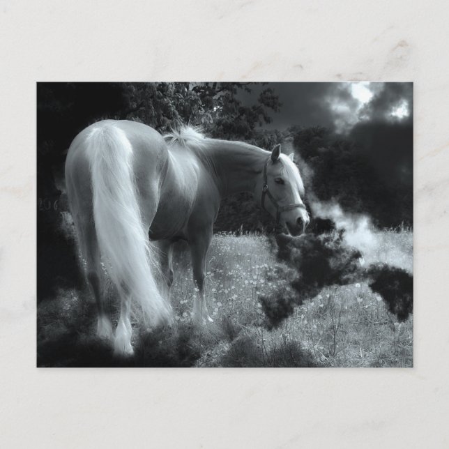 mystical night horse postcard (Front)