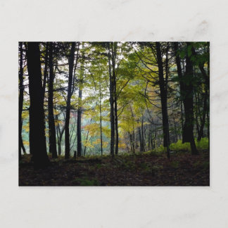 Mystical Woods at Quechee Gorge Postcard