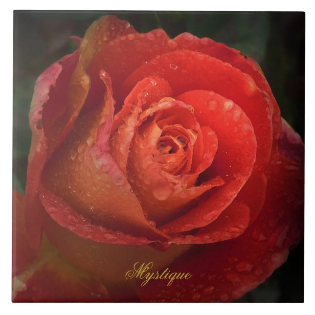 Mystique Dark Botanical Red Orange Rose Tile (Front)