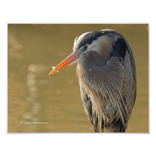 Mystique of the Great Blue Heron Photo Print