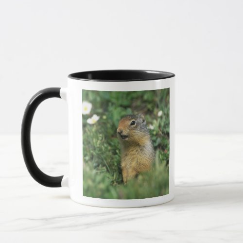 NA Canada Alberta Banff NP Columbian Mug