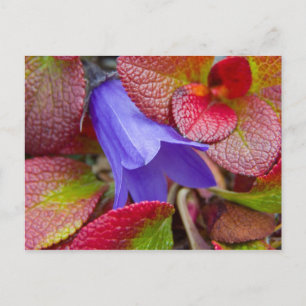 N.A., USA, Alaska. Bluebell in the tundra in Postcard