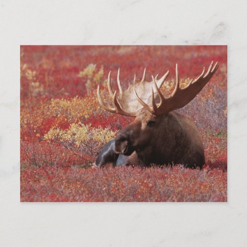 NA USA Alaska Denali National Park Bull Postcard