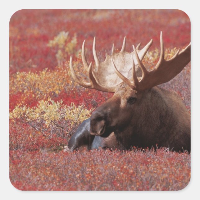 N.A., USA, Alaska, Denali National Park, Bull Square Sticker (Front)