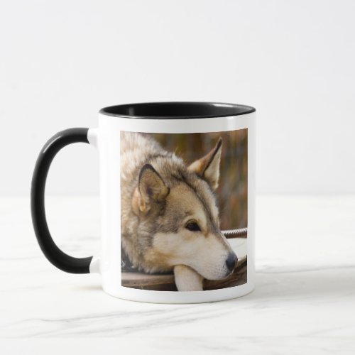 NA USA Alaska Husky sled dogs at 3 Mug