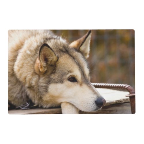 NA USA Alaska Husky sled dogs at 3 Placemat