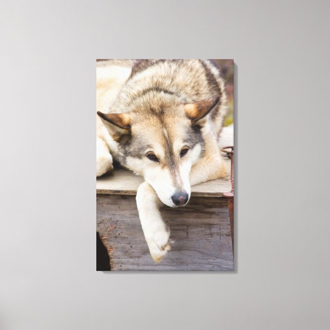 N.A., USA, Alaska. Husky sled dogs Canvas Print (Front)