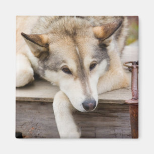 N.A., USA, Alaska. Husky sled dogs Magnet