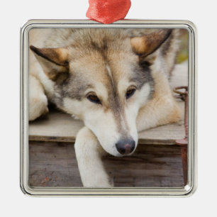 N.A., USA, Alaska. Husky sled dogs Metal Ornament