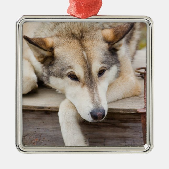 N.A., USA, Alaska. Husky sled dogs Metal Ornament (Front)