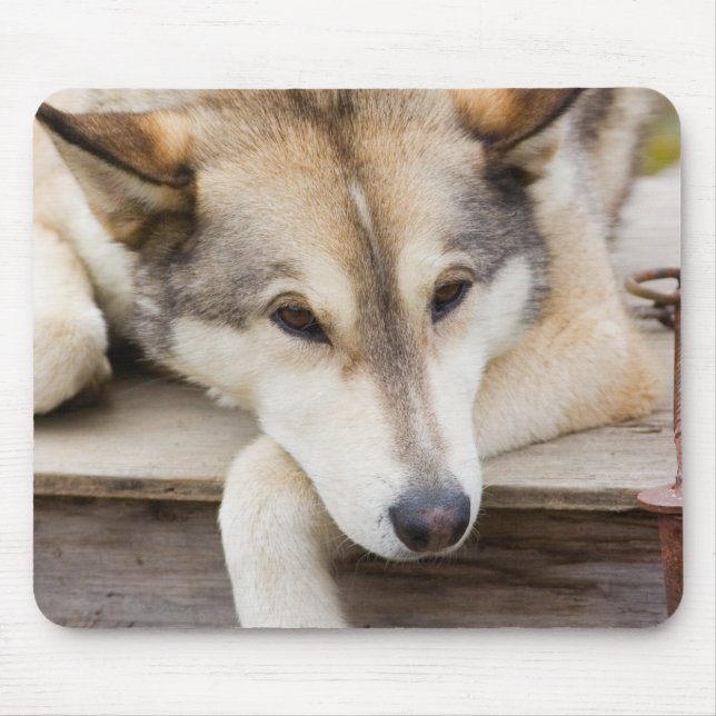 N.A., USA, Alaska. Husky sled dogs Mouse Pad (Front)