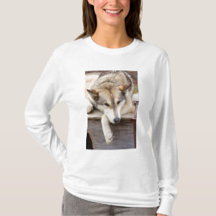 N.A., USA, Alaska. Husky sled dogs T-Shirt