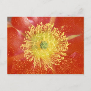 N.A., USA, Arizona, Casa Grande, NM, Desert Postcard