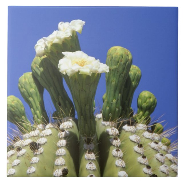 N.A., USA, Arizona, Tucson, Sonora Desert 2 Tile (Front)