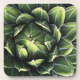 N.A., USA, Arizona, Tucson, Sonora Desert Drink Coaster